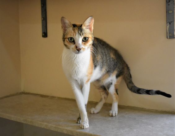 Home Abu Dhabi Animal Shelter