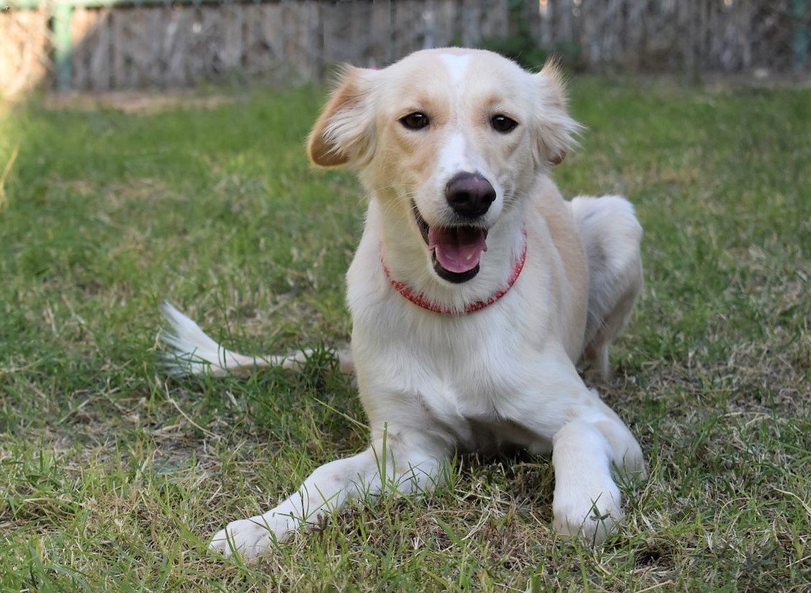 Home Abu Dhabi Animal Shelter