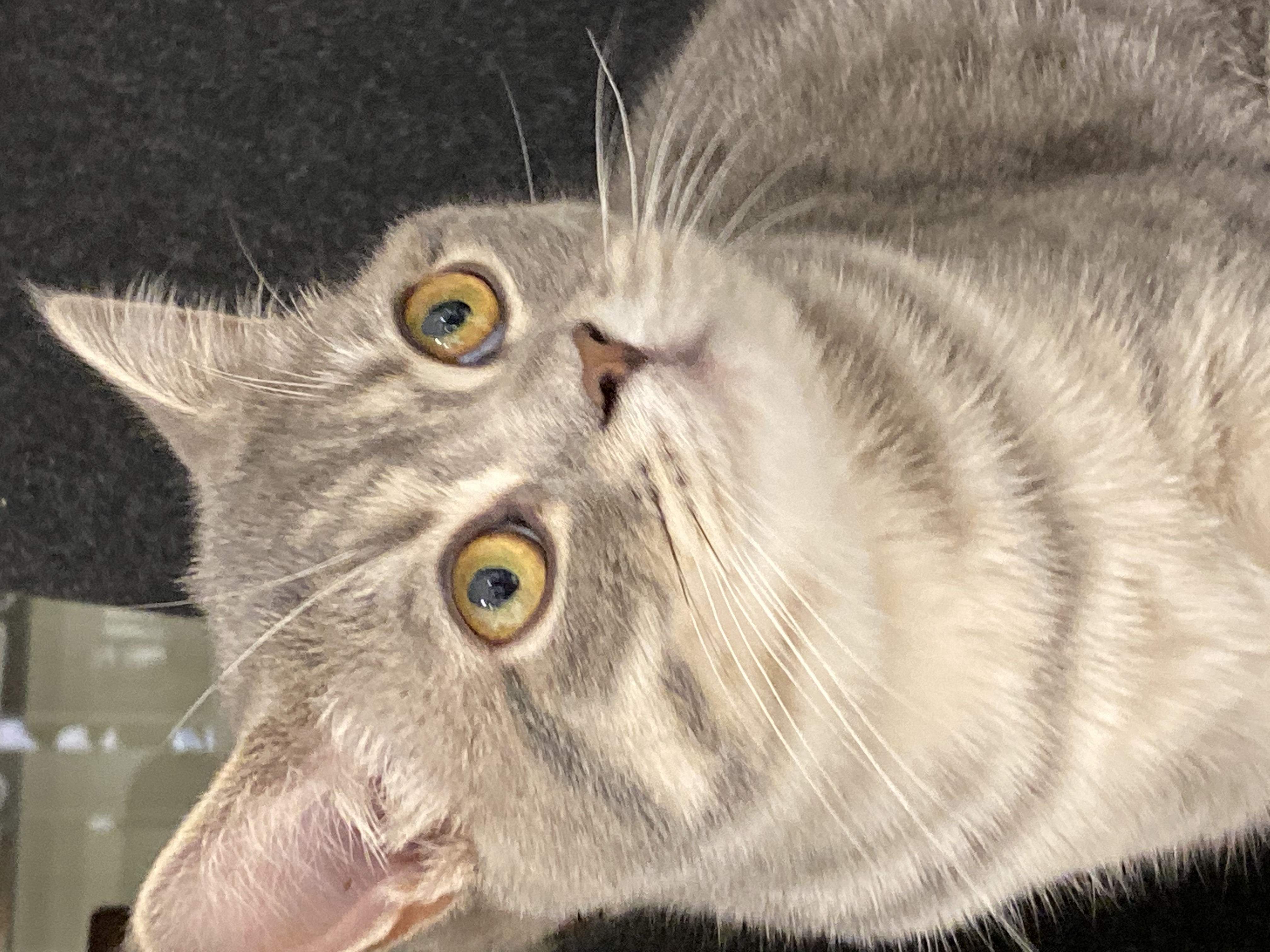 Pets Registered By Owners Visitors Abu Dhabi Animal Shelter