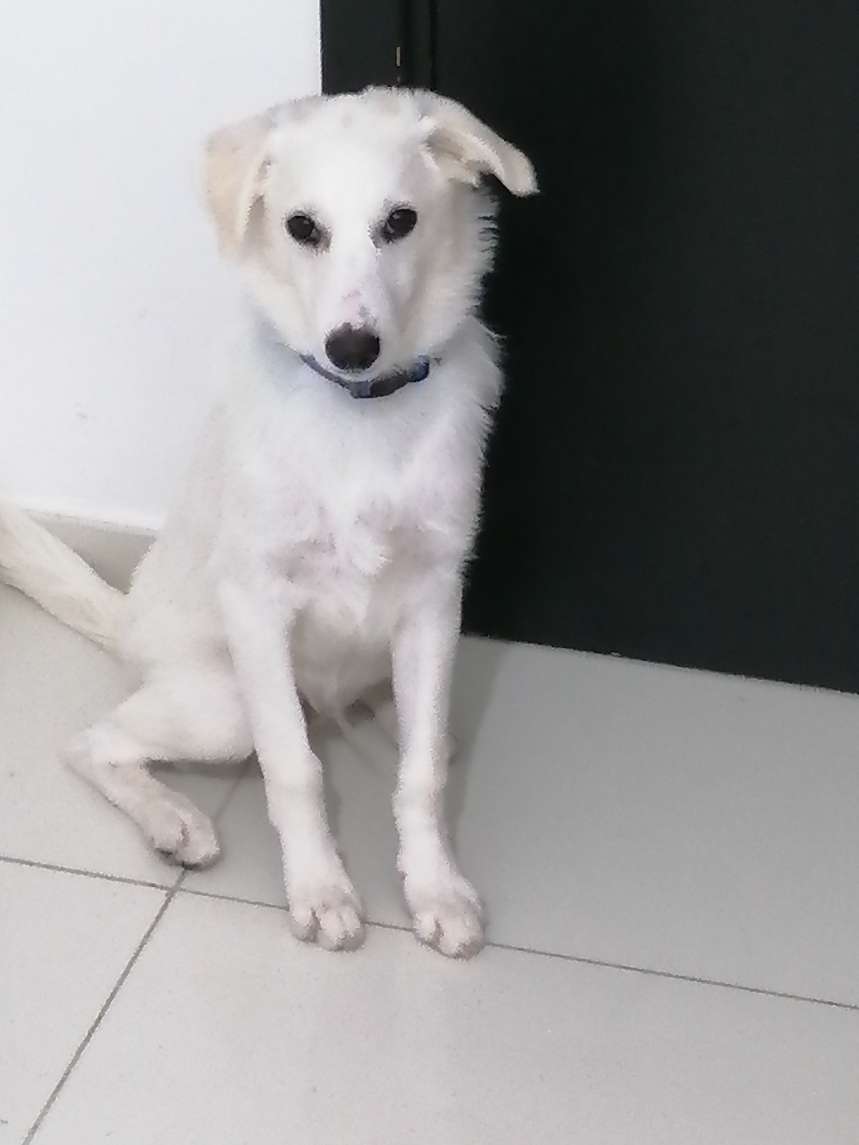 Pets Registered By Owners Visitors Abu Dhabi Animal Shelter