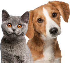 cat and dog