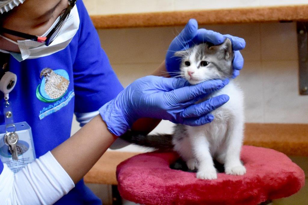 حضانة الهررة (القطط الصغيرة)