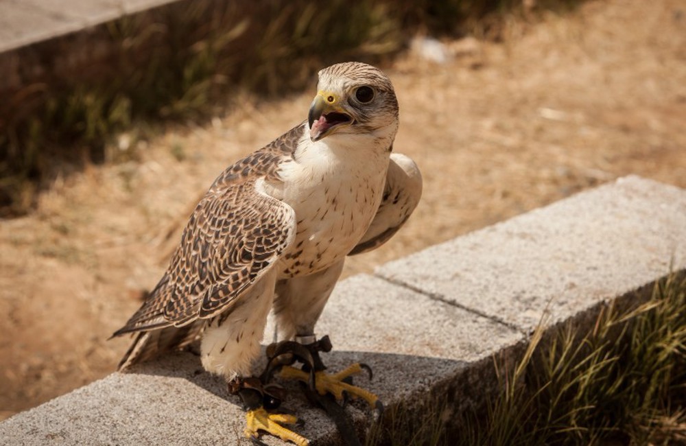 ADFH participated at the release of 66 wild falcons in Kazakhstan from 26th to 28th May 2012