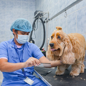 Royal grooming parlor 2