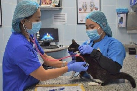 خدمات مركز رعاية الحيوانات الأليفة