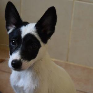 حضانة الجراء (الكلاب الصغيرة)