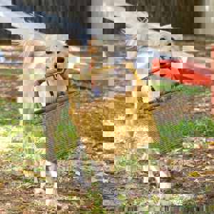 تبني حيوان أليف