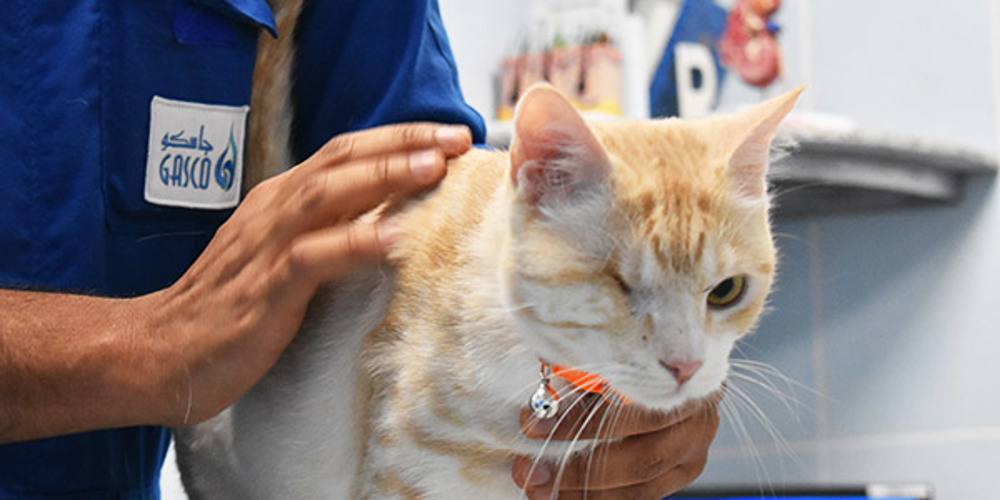 مركز رعاية الحيونات الأليفة التابع لمستشفى أبوظبي للصقور