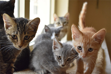 ملجا أبوظبي لإيواء الحيوانات السائبة