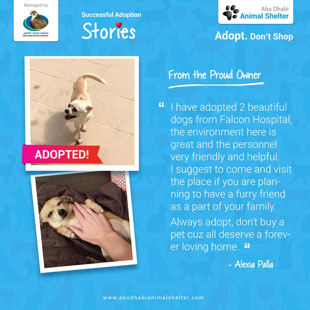 قصص سعيدة لتبني الحيوانات الأليفة لدينا