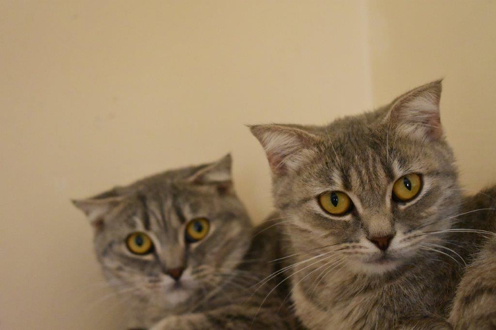 حضانة الهررة (القطط الصغيرة)