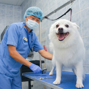  Royal grooming parlor 1