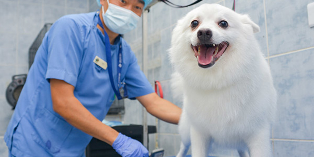  Royal grooming parlor 1