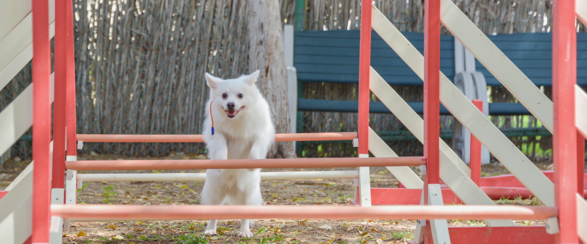 حضانة الجراء