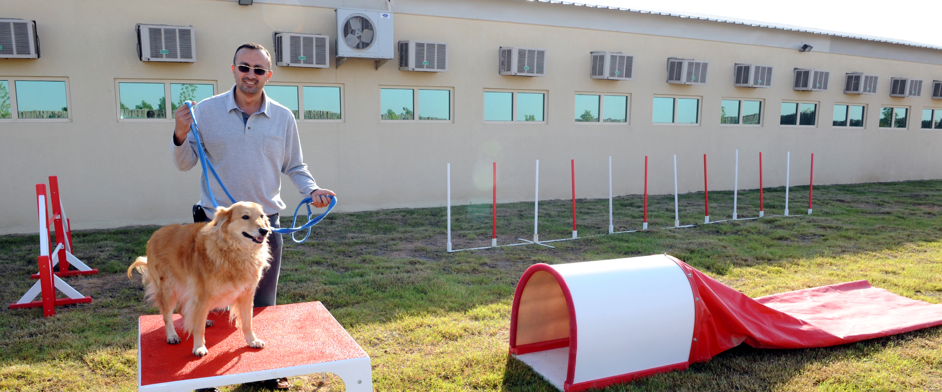 حيوانات أليفة للتبني