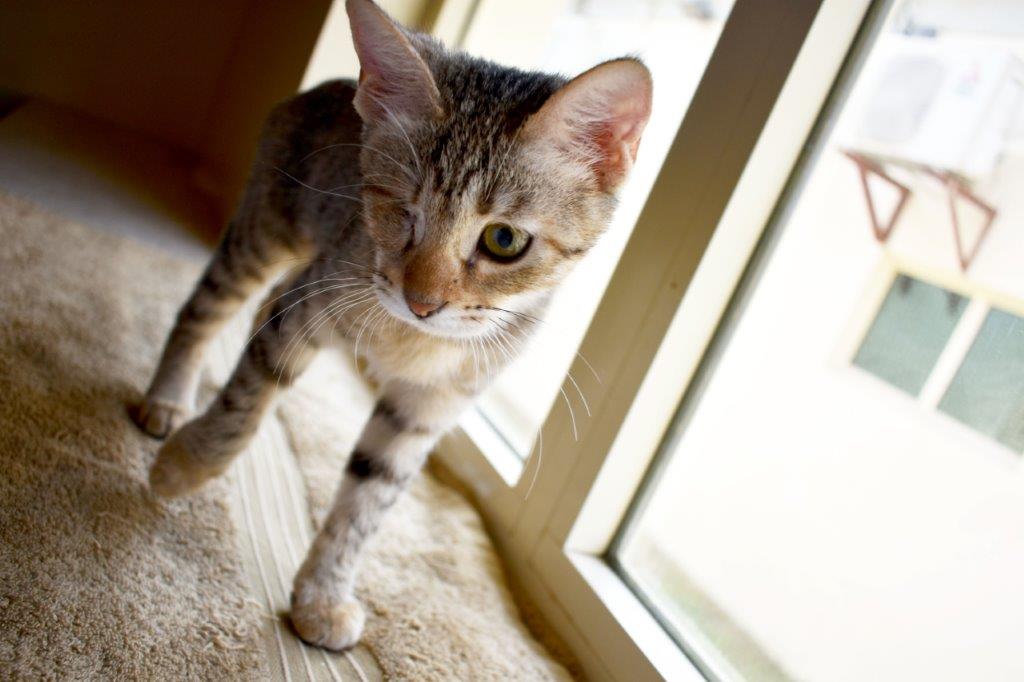 حضانة الهررة (القطط الصغيرة)