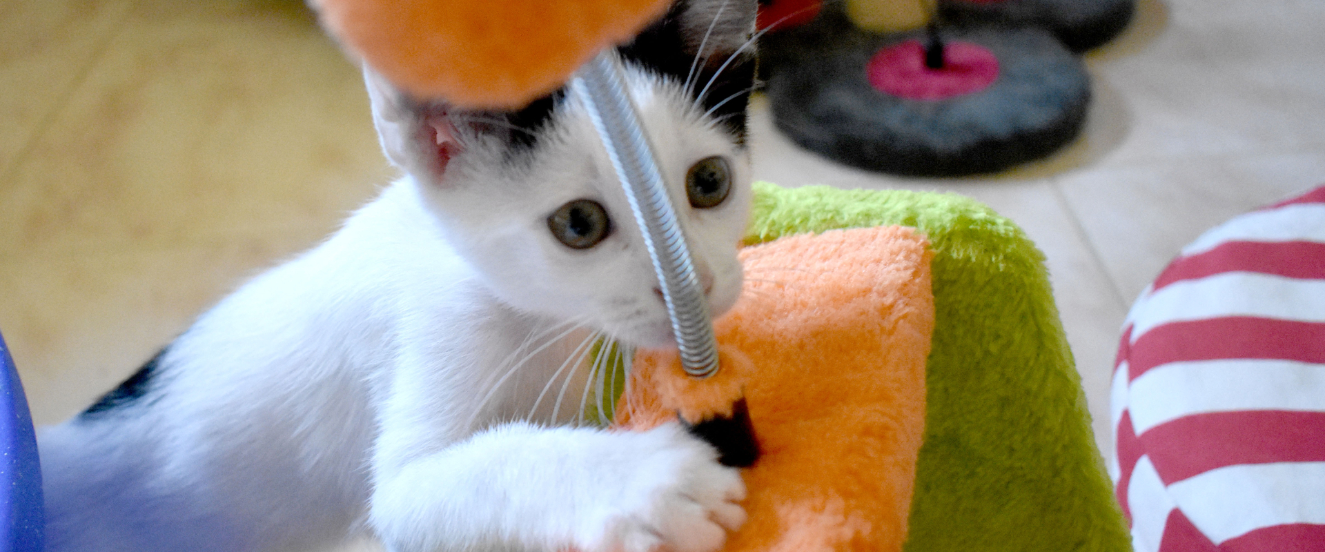 تسجيل الحيوان المفقود والذي تم العثور عليه