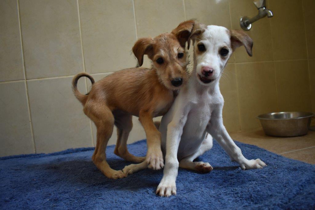 حضانة الجراء (الكلاب الصغيرة)