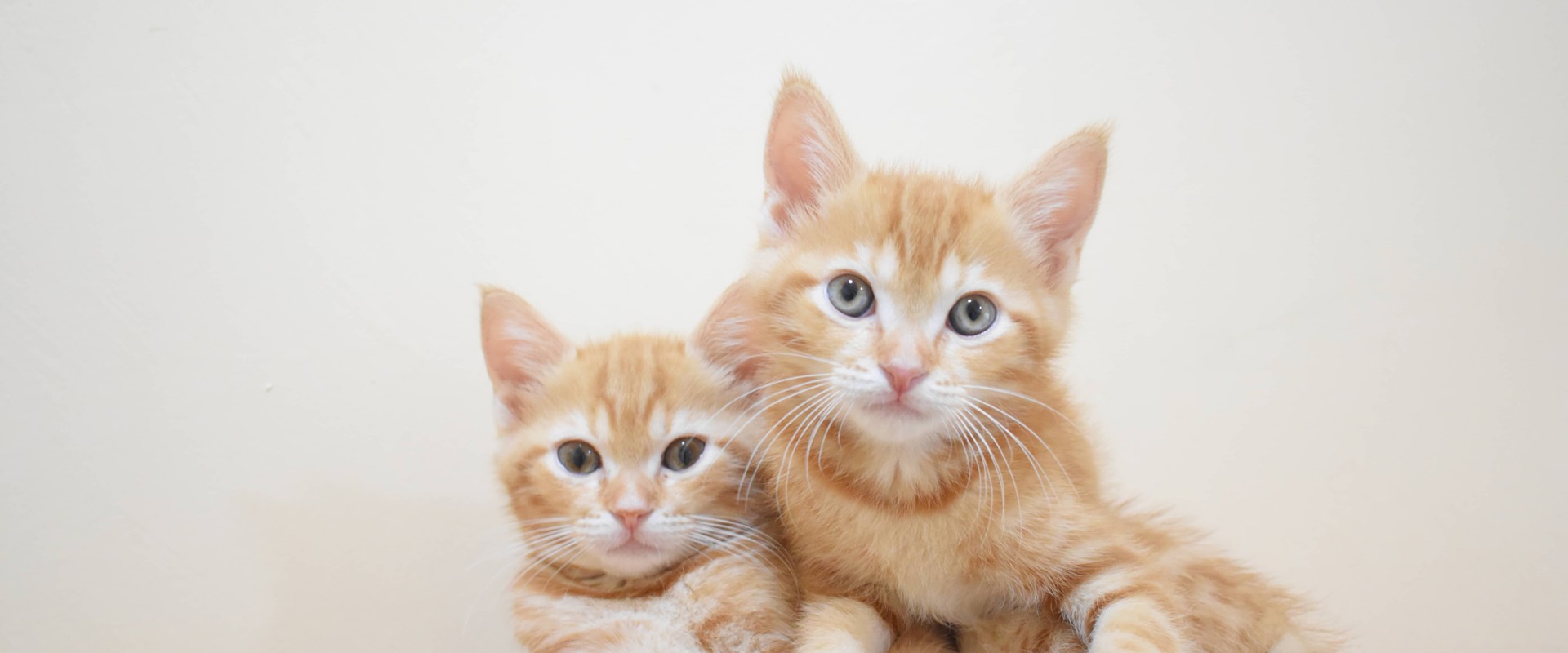 Committed to save the lives of animals through adoption