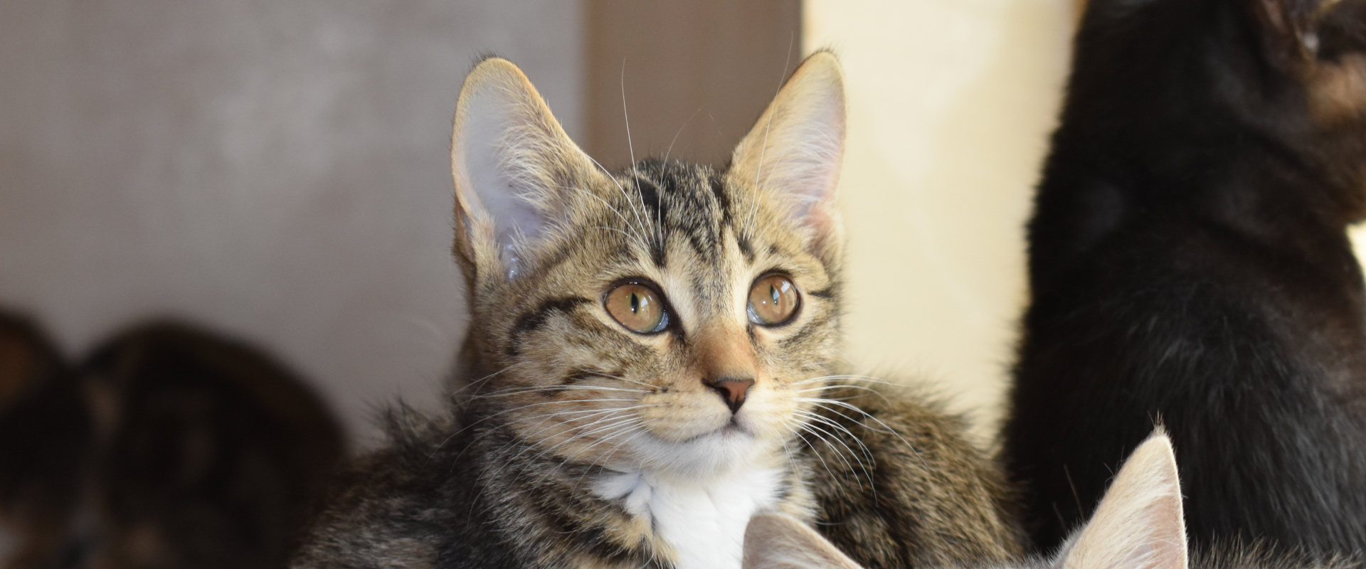 تبني حيوان أليف