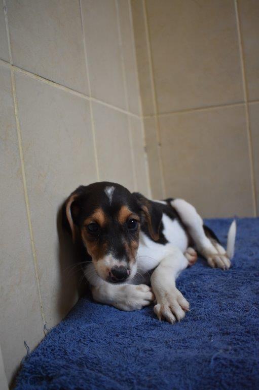 حضانة الجراء (الكلاب الصغيرة)