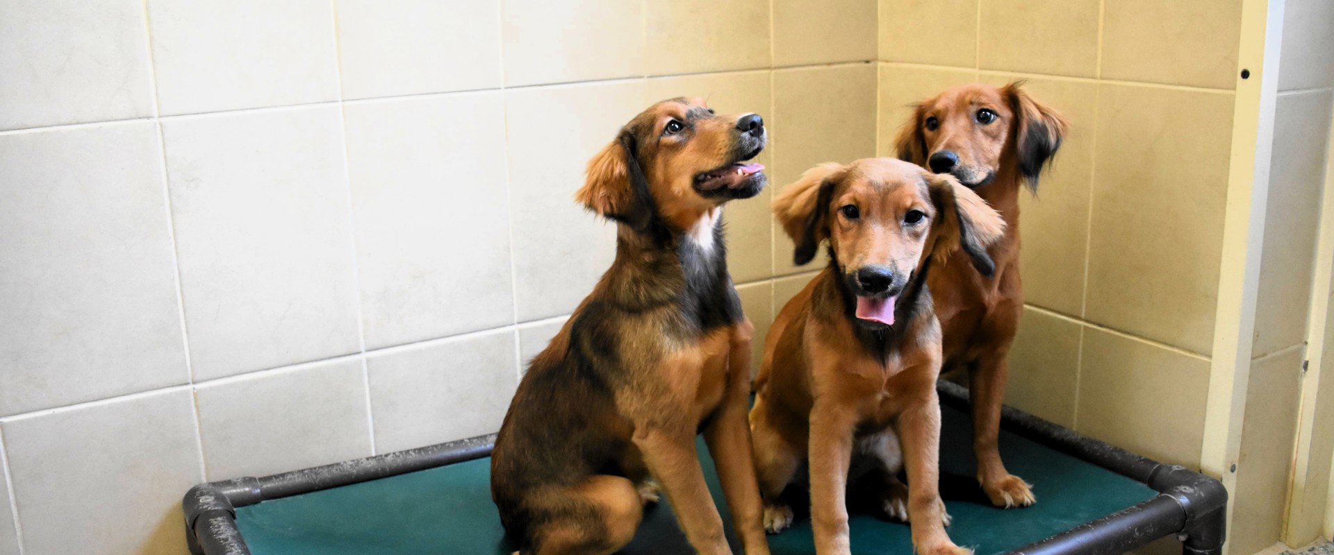 ADOPT! Your new best friend is waiting!