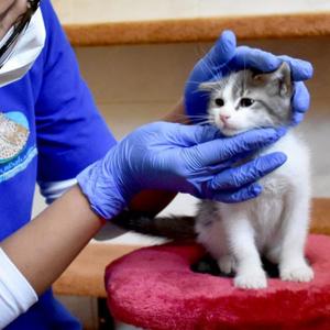 حضانة الهررة (القطط الصغيرة)