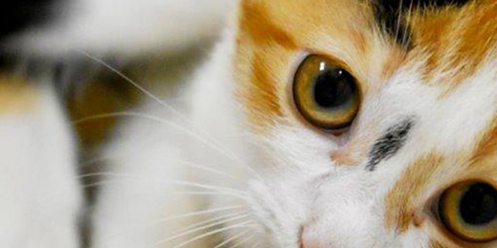 Who should adopt a cat or dog