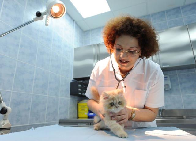 معرض الفيديو