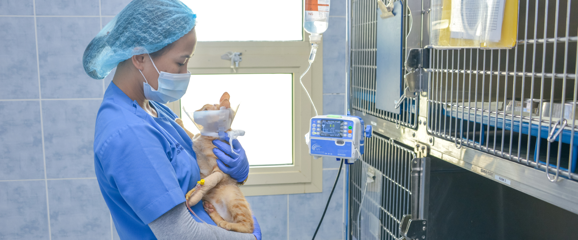 Treatment of Shelter Pets