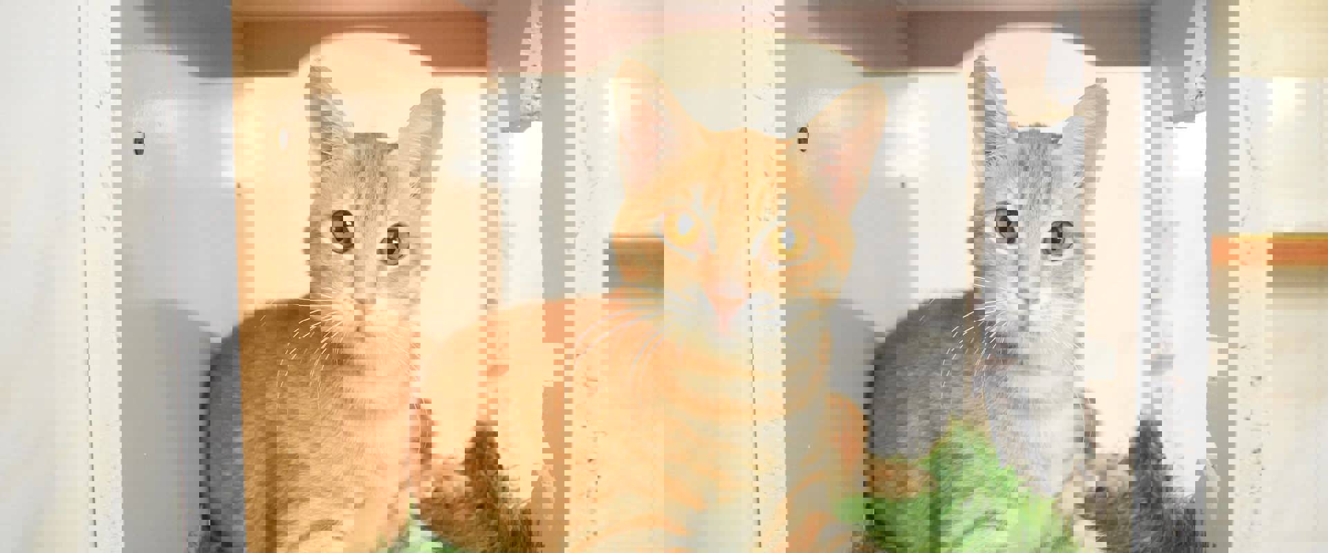 The Abu Dhabi Animal Shelter is supported by the ADFH Pet Care Center.