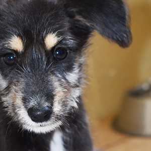 تسجيل الحيوان المفقود والذي تم العثور عليه