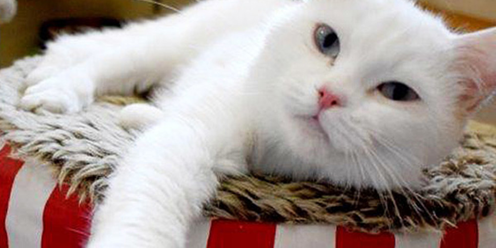 Why should you adopt a cat or dog from the Abu Dhabi Animal Shelter?