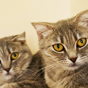 الحيوانات الأليفة المعروضة للتبني- مسجلة من قبل أصحابها / الزوار