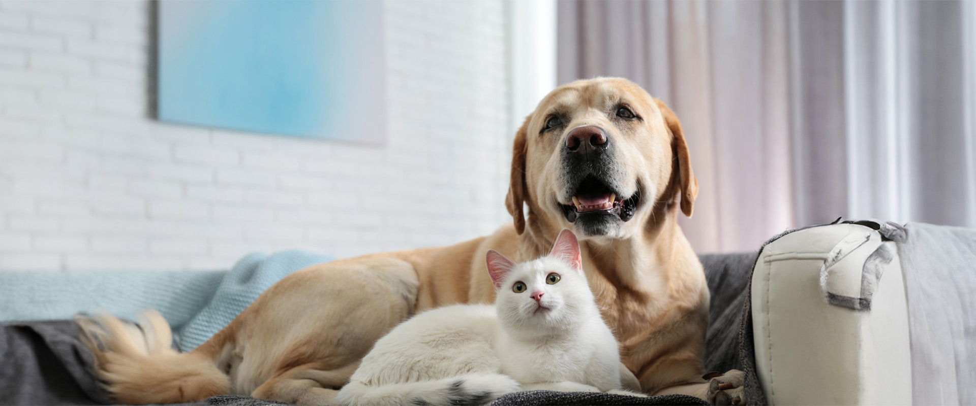 أهلا بكم في ملجأ أبوظبي للحيوانات السائبة