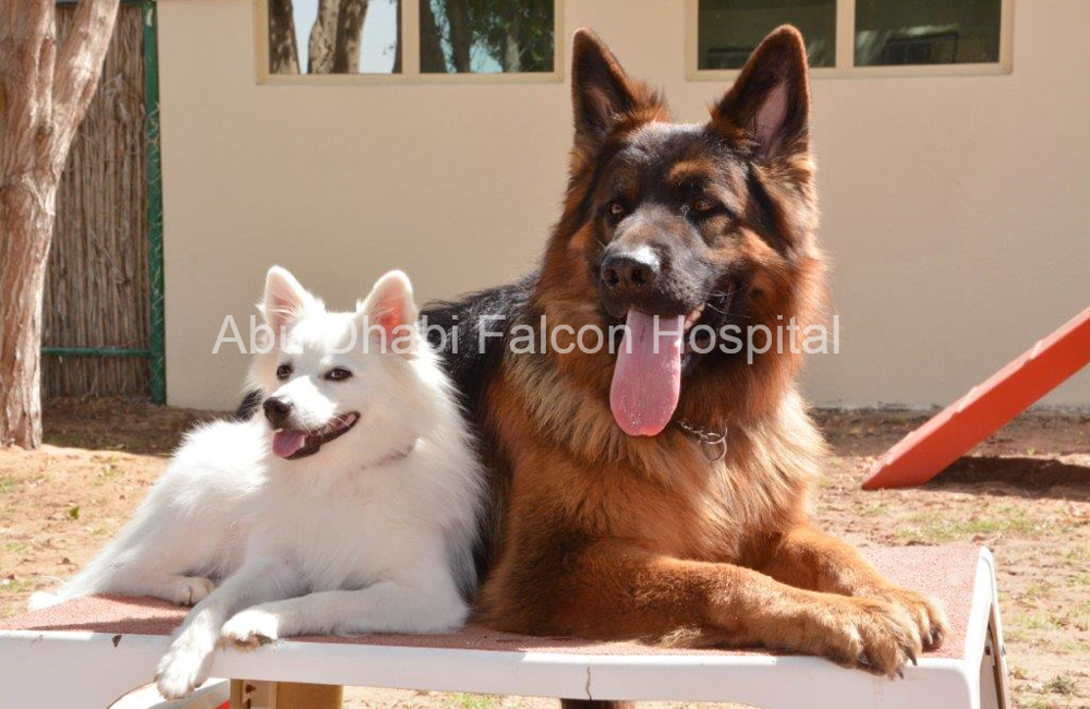 Abu Dhabi Animal Shelter hosted a Stray Animal Welfare Conference on 23rd to 27th October 2011.