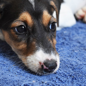 تسجيل الحيوانات الأليفة للتبني