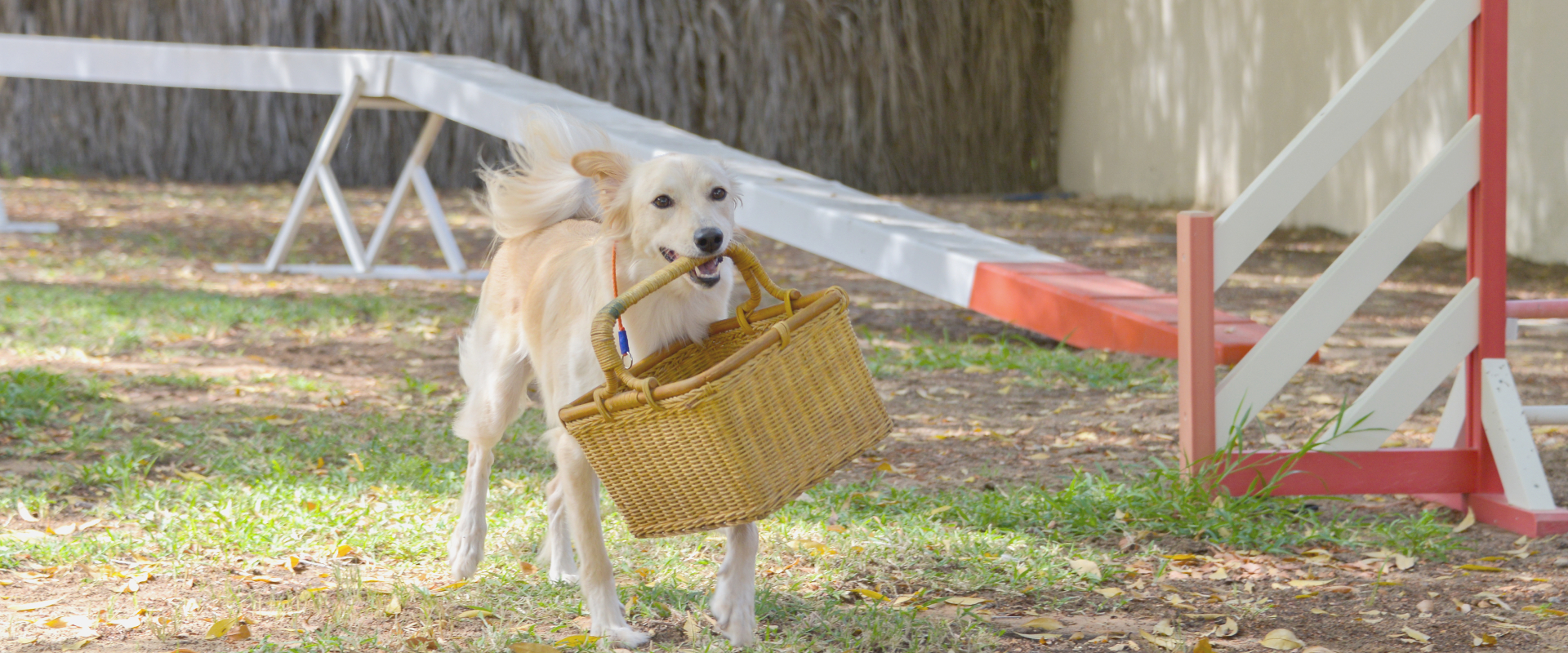 قصص سعيدة لتبني الحيوانات الأليفة لدينا