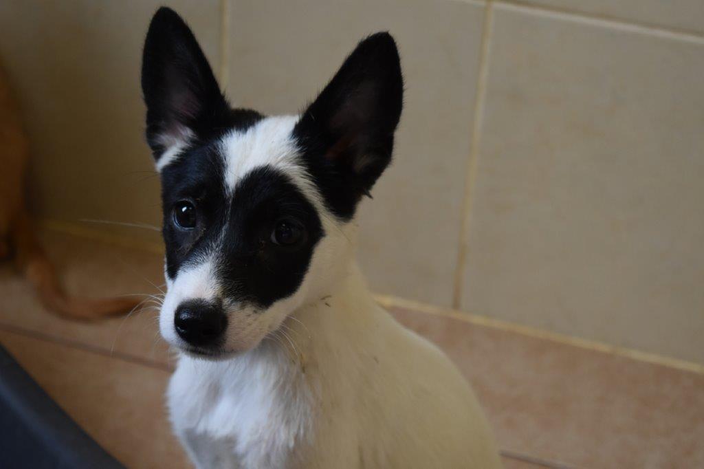 حضانة الجراء (الكلاب الصغيرة)